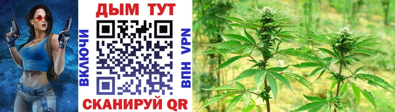 хочу наркоту  Куса  Каннабис семена 